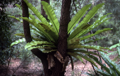 APII jpeg image of Asplenium australasicum  © contact APII
