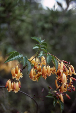 APII jpeg image of Pandorea pandorana 'Golden Showers'  © contact APII