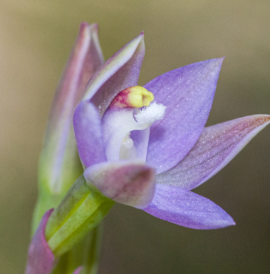 APII jpeg image of Thelymitra pallidifructus  © contact APII