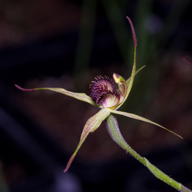 APII jpeg image of Caladenia ancylosa?  © contact APII