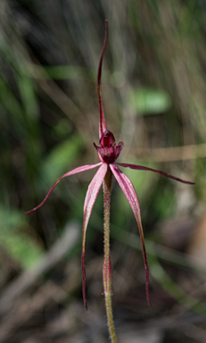 APII jpeg image of Caladenia clavescens  © contact APII