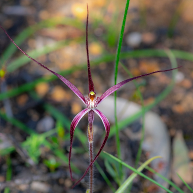 APII jpeg image of Caladenia bicalliata  © contact APII