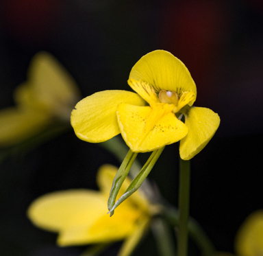 APII jpeg image of Diuris gregaria  © contact APII