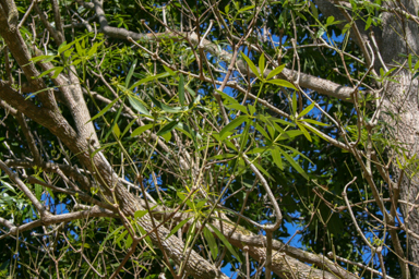 APII jpeg image of Alstonia actinophylla  © contact APII