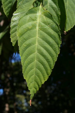 APII jpeg image of Leea novoguineensis  © contact APII