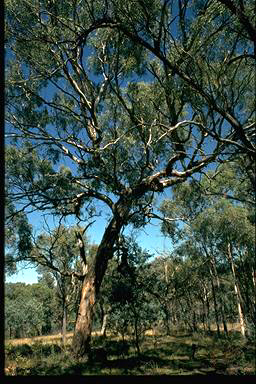 APII jpeg image of Eucalyptus melliodora  © contact APII