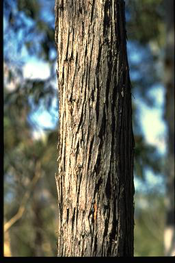 APII jpeg image of Eucalyptus macrorhyncha  © contact APII