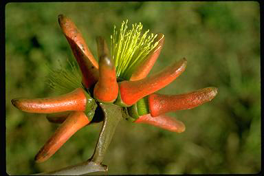 APII jpeg image of Eucalyptus lehmannii  © contact APII