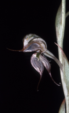 APII jpeg image of Pterostylis biseta  © contact APII