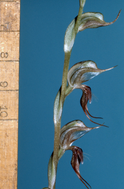 APII jpeg image of Pterostylis arenicola  © contact APII