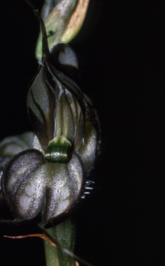 APII jpeg image of Pterostylis valida  © contact APII
