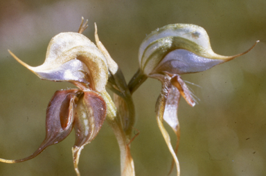 APII jpeg image of Pterostylis xerophila  © contact APII