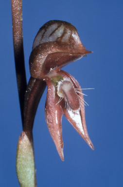 APII jpeg image of Pterostylis rufa  © contact APII