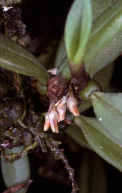 APII jpeg image of Bulbophyllum shepherdii  © contact APII