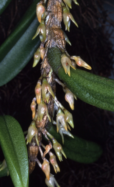APII jpeg image of Bulbophyllum shepherdii  © contact APII