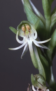 APII jpeg image of Habenaria hymenophylla  © contact APII