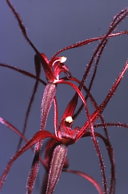 APII jpeg image of Caladenia filifera  © contact APII