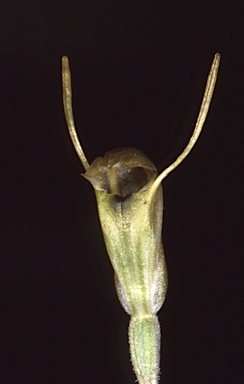 APII jpeg image of Pterostylis setulosa  © contact APII