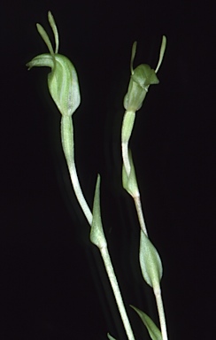 APII jpeg image of Pterostylis occidentalis MS  © contact APII