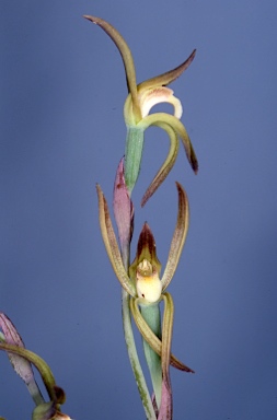 APII jpeg image of Lyperanthus suaveolens  © contact APII