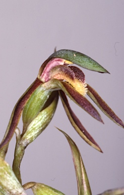 APII jpeg image of Lyperanthus serratus  © contact APII