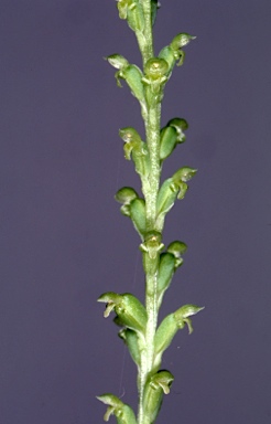 APII jpeg image of Microtis parviflora  © contact APII