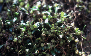 APII jpeg image of Bulbophyllum exiguum  © contact APII