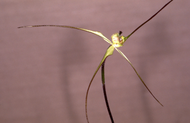 APII jpeg image of Caladenia arenaria  © contact APII