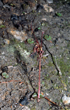 APII jpeg image of Acianthus caudatus  © contact APII