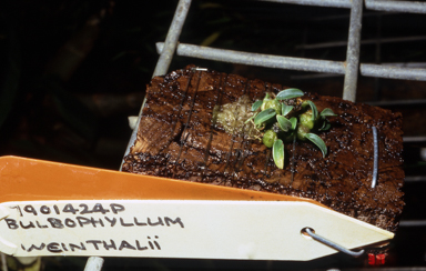 APII jpeg image of Bulbophyllum weinthalii  © contact APII