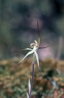 APII jpeg image of Caladenia brumalis  © contact APII
