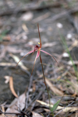 APII jpeg image of Caladenia caudata  © contact APII