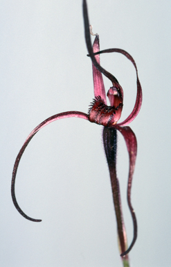 APII jpeg image of Caladenia concolor  © contact APII