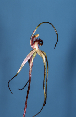 APII jpeg image of Caladenia patersonii  © contact APII