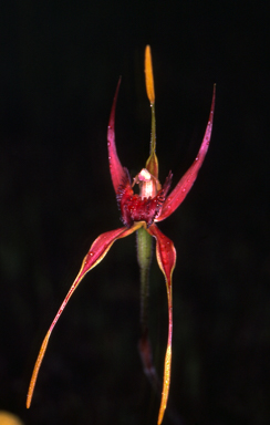 APII jpeg image of Caladenia pectinata  © contact APII