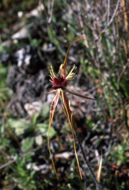 APII jpeg image of Caladenia radiata  © contact APII