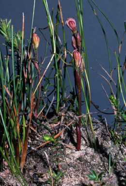 APII jpeg image of Burnettia cuneata  © contact APII