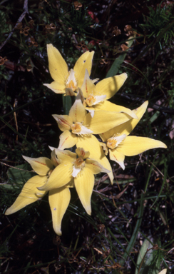 APII jpeg image of Caladenia flava  © contact APII