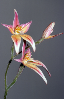 APII jpeg image of Caladenia flava x latifolia  © contact APII