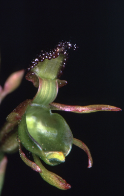 APII jpeg image of Caleana minor  © contact APII