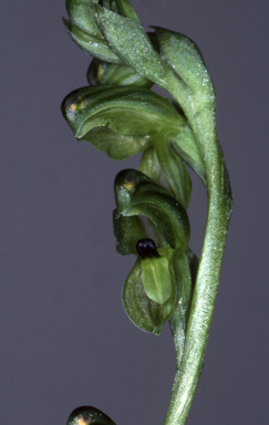 APII jpeg image of Pterostylis bicolor  © contact APII