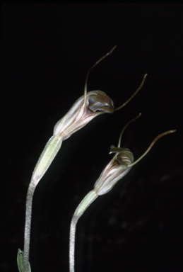 APII jpeg image of Pterostylis nana  © contact APII