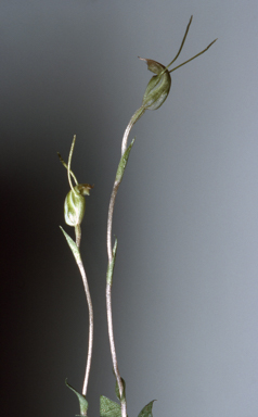APII jpeg image of Pterostylis nana  © contact APII