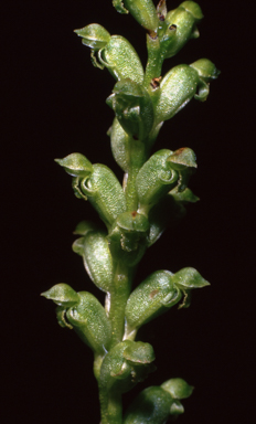 APII jpeg image of Microtis angusii  © contact APII