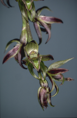 APII jpeg image of Prasophyllum wilkinsoniorum  © contact APII