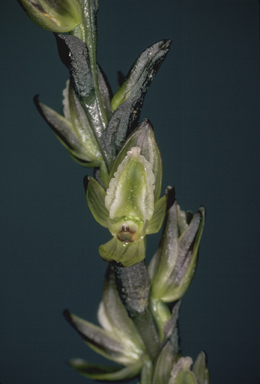APII jpeg image of Prasophyllum elatum  © contact APII