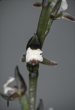 APII jpeg image of Prasophyllum brevilabre  © contact APII