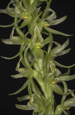 APII jpeg image of Prasophyllum validum  © contact APII