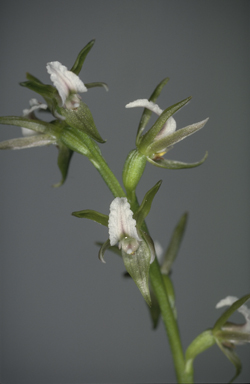 APII jpeg image of Prasophyllum odoratum  © contact APII