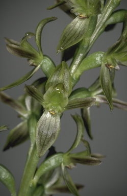 APII jpeg image of Prasophyllum limnetes  © contact APII